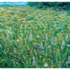 Rosalind Wise: Common Spotted Orchids Notecard