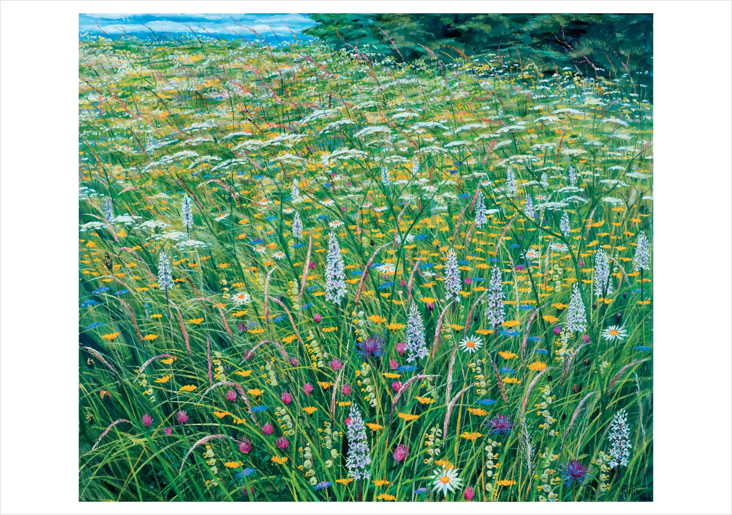 Rosalind Wise: Common Spotted Orchids Notecard