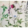 Hans Hoffmann: Eight Studies of Plants Notecard