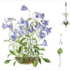Lilian Snelling: Campanula valdensis Notecard