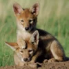 Coyote Pups Notecard