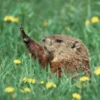 Woodchuck Notecard