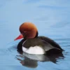 Red-Crested Pochard Notecard