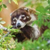 Coatimundi in a Tree Notecard