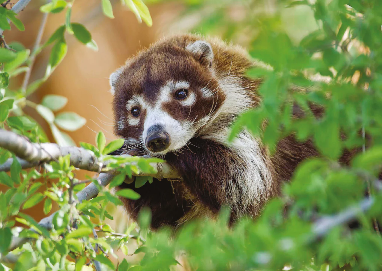 Coatimundi in a Tree Notecard