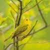Yellow Warbler Notecard
