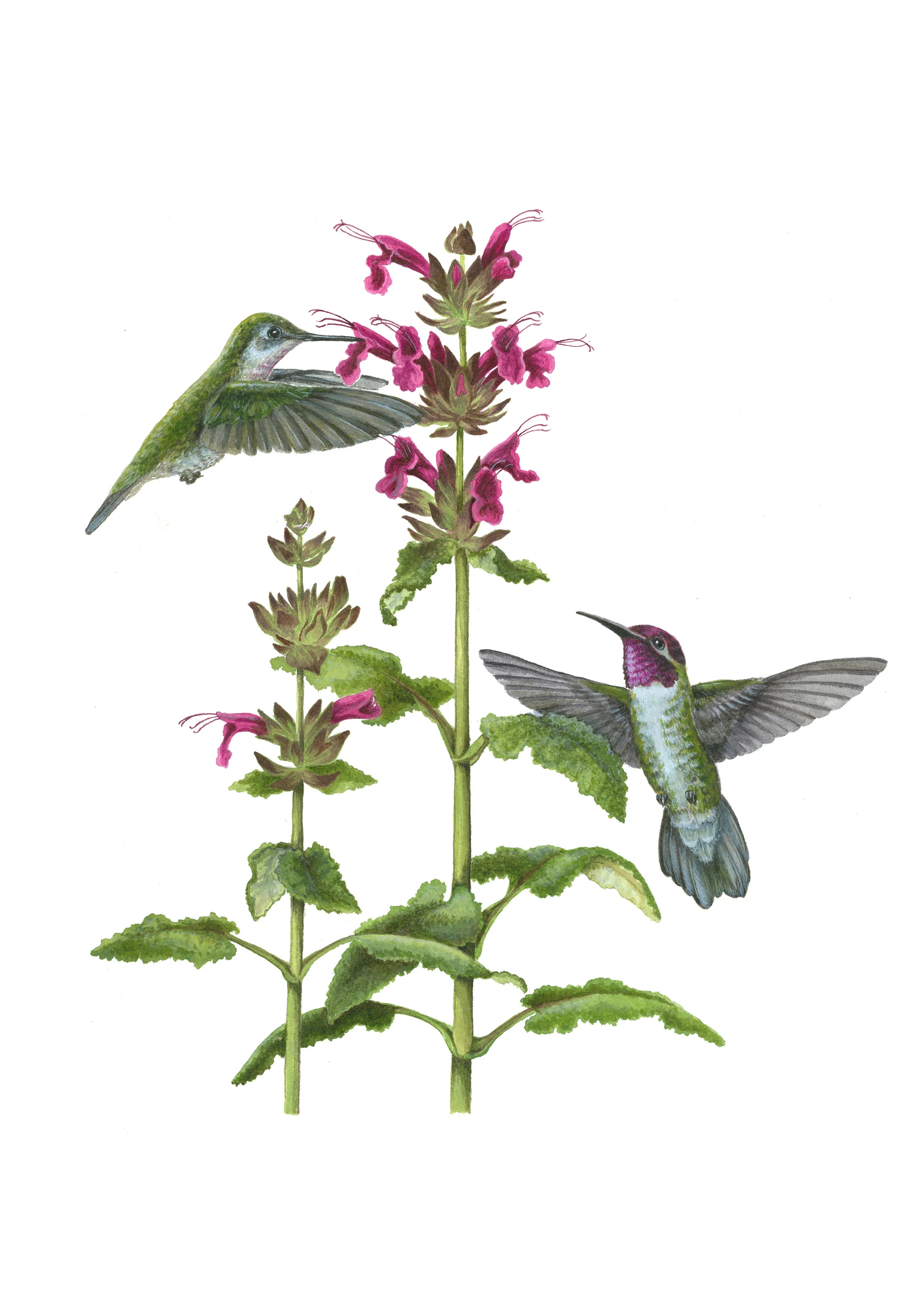 Erin E. Hunter: Pollinators Boxed Notecard Assortment