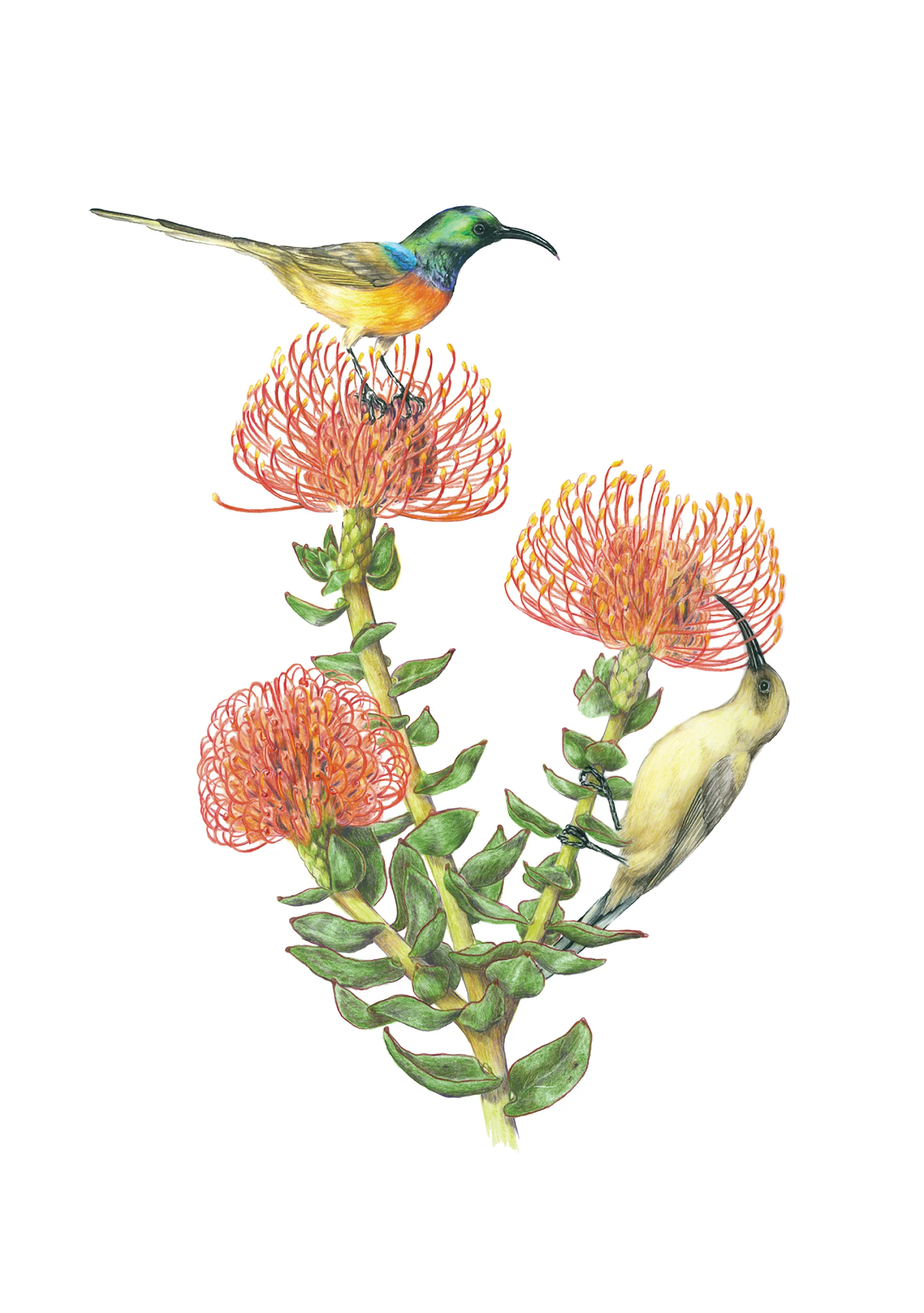 Erin E. Hunter: Pollinators Boxed Notecard Assortment