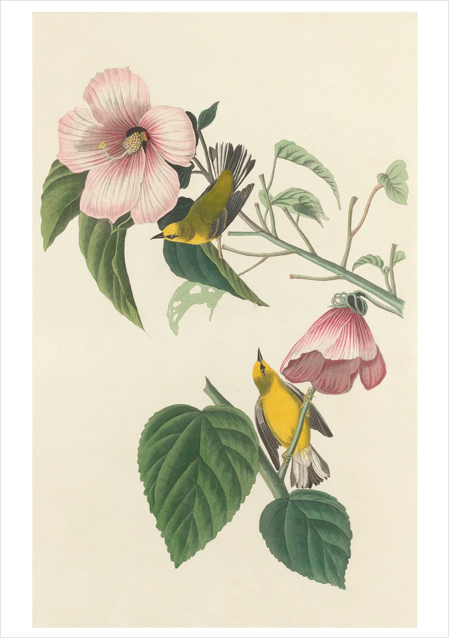 John James Audubon: Songbirds Boxed Notecard Assortment