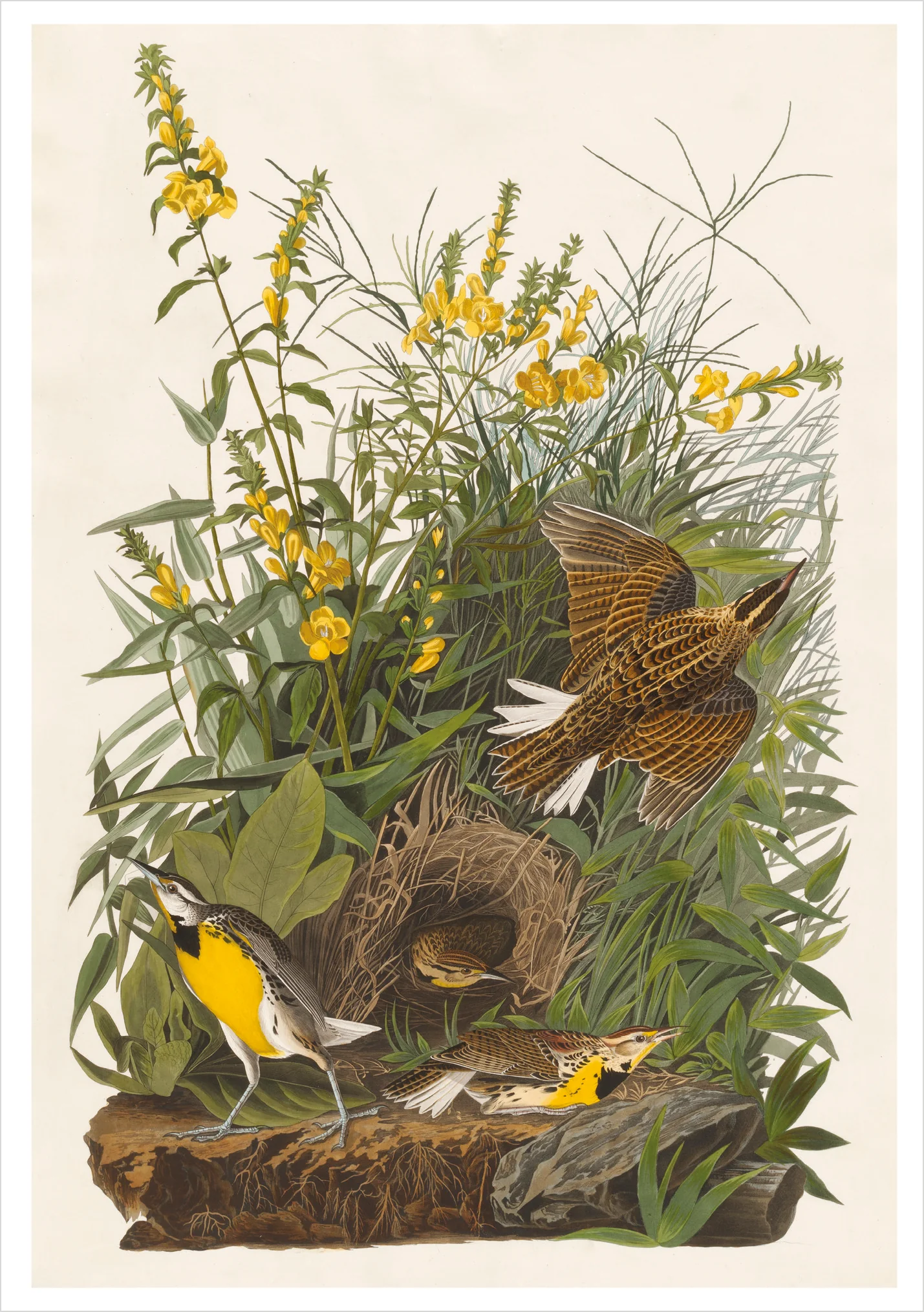 John James Audubon: Songbirds Boxed Notecard Assortment