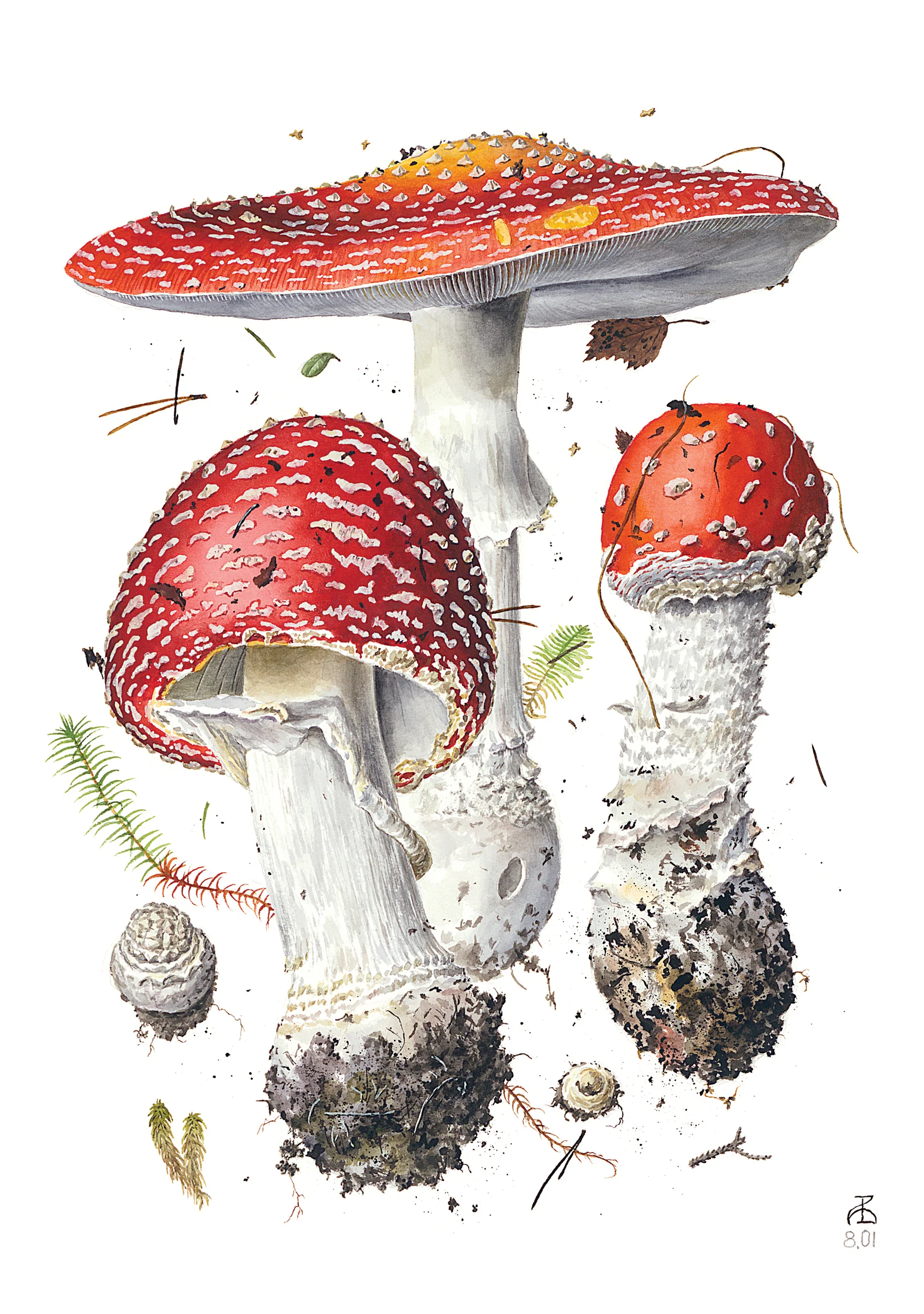 Mushrooms: Alexander Viazmensky Boxed Notecard Assortment 2 Mushrooms: Alexander Viazmensky Boxed Notecard Assortment
