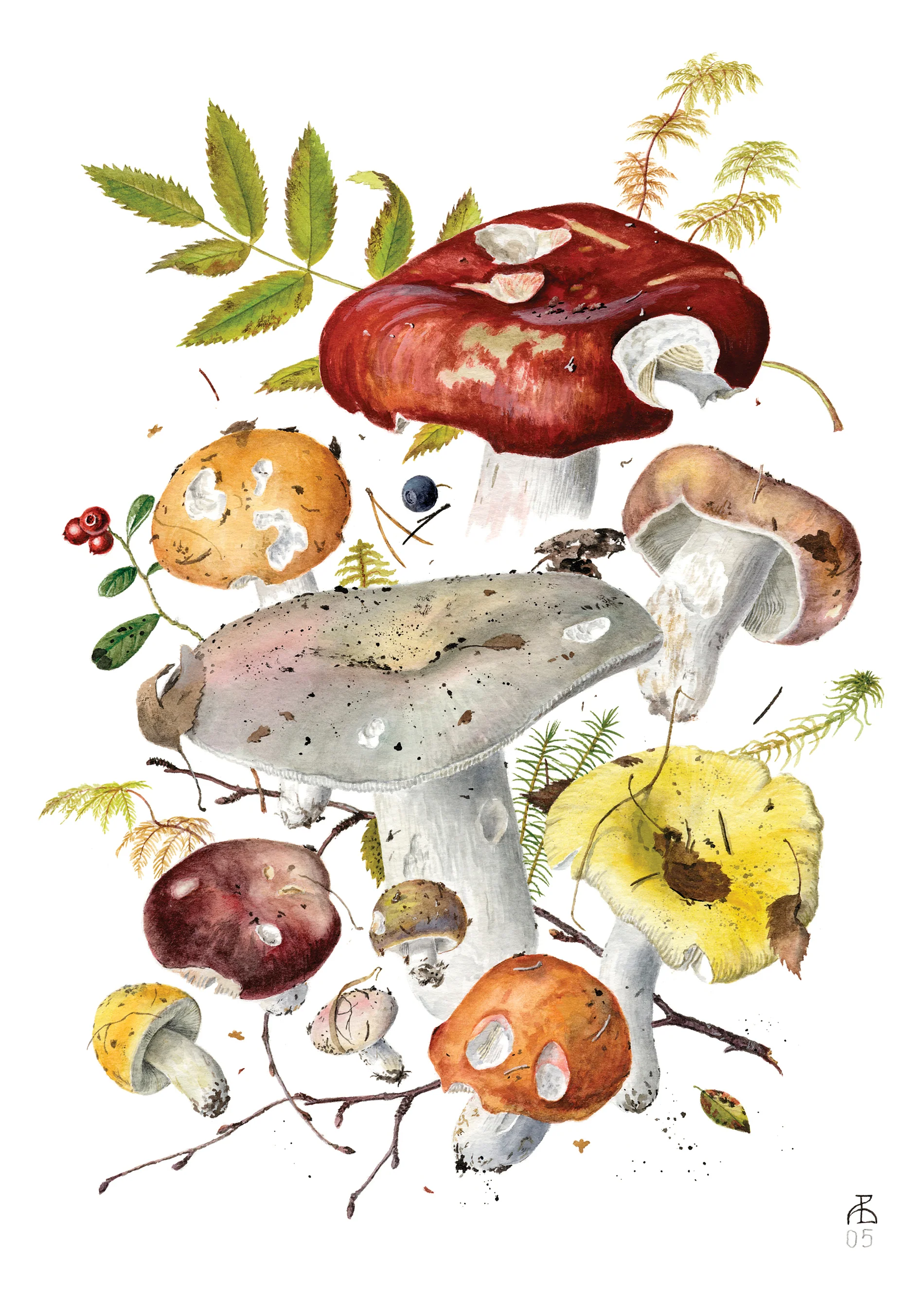 Mushrooms: Alexander Viazmensky Boxed Notecard Assortment 3 Mushrooms: Alexander Viazmensky Boxed Notecard Assortment