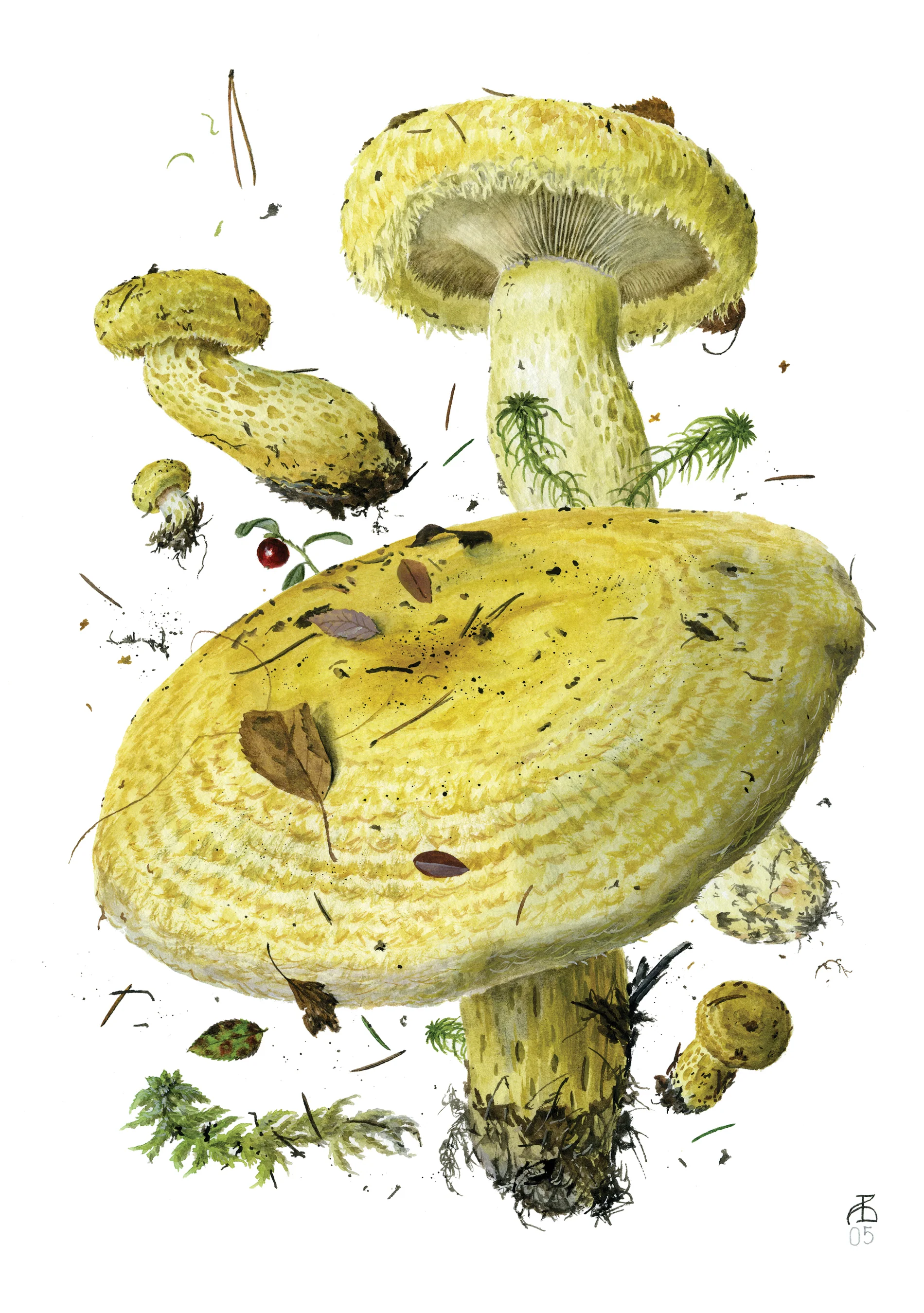 Mushrooms: Alexander Viazmensky Boxed Notecard Assortment 4 Mushrooms: Alexander Viazmensky Boxed Notecard Assortment