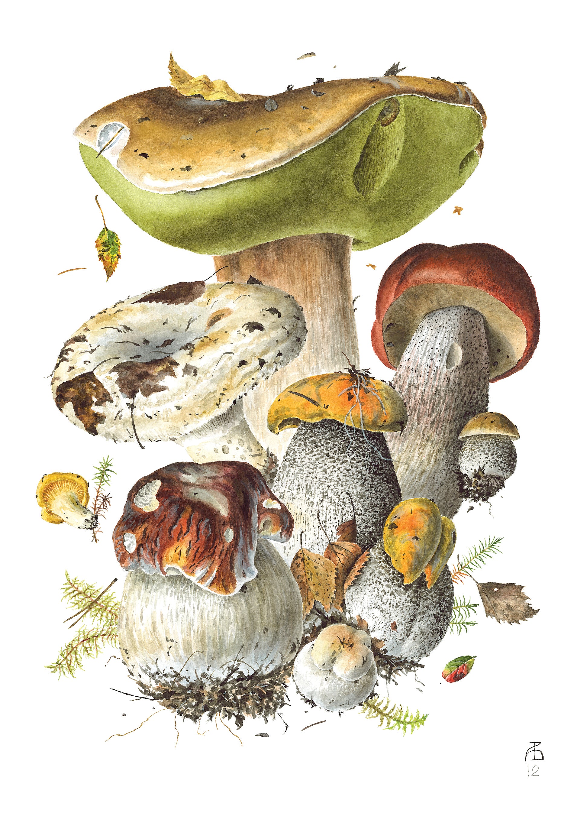 Mushrooms: Alexander Viazmensky Boxed Notecard Assortment 5 Mushrooms: Alexander Viazmensky Boxed Notecard Assortment